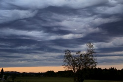 asperatus 20210706 b vs