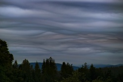 undulatus asperatus 20220621 vs