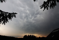 mammatus005vs